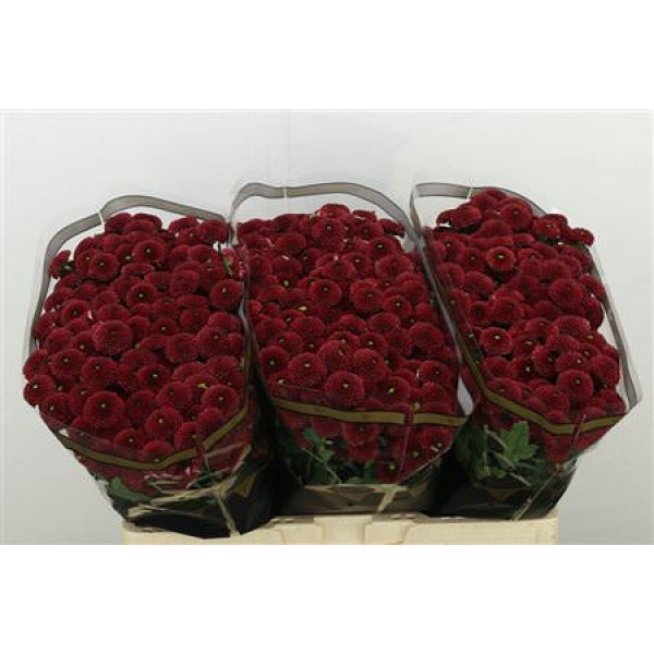 Chrysanthemums S Purpetta Red 55cm A1 (Valentine Pre Order)