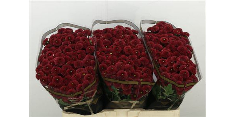 Chrysanthemums S Purpetta Red 55cm A1 (Valentine Pre Order)