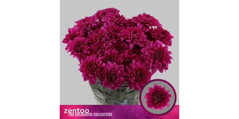 Chrysanthemums T Lamira 70cm A1 (Valentine Pre Order)