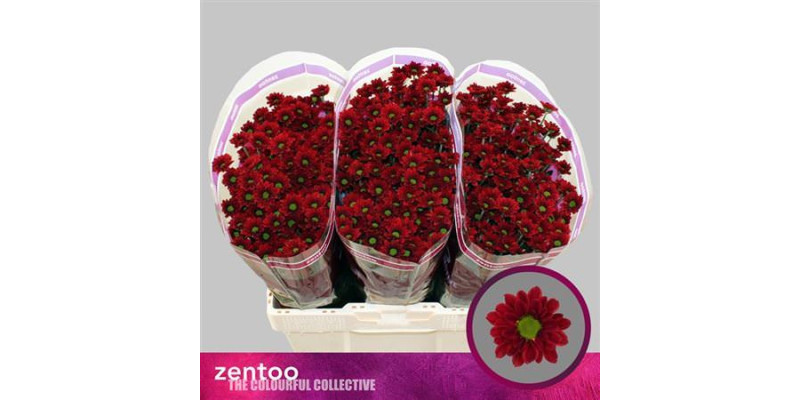 Chrysanthemums S Mexx 55cm A1 (Valentine Pre Order)