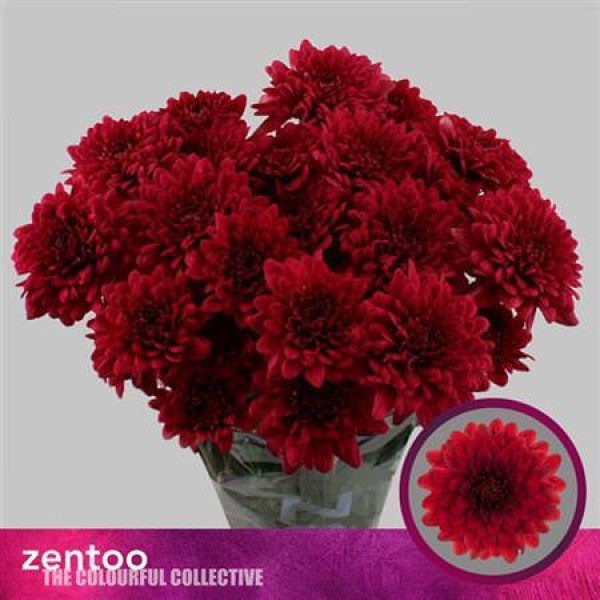 Chrysanthemums T Lamira Red 70cm A1 (Valentine Pre Order)