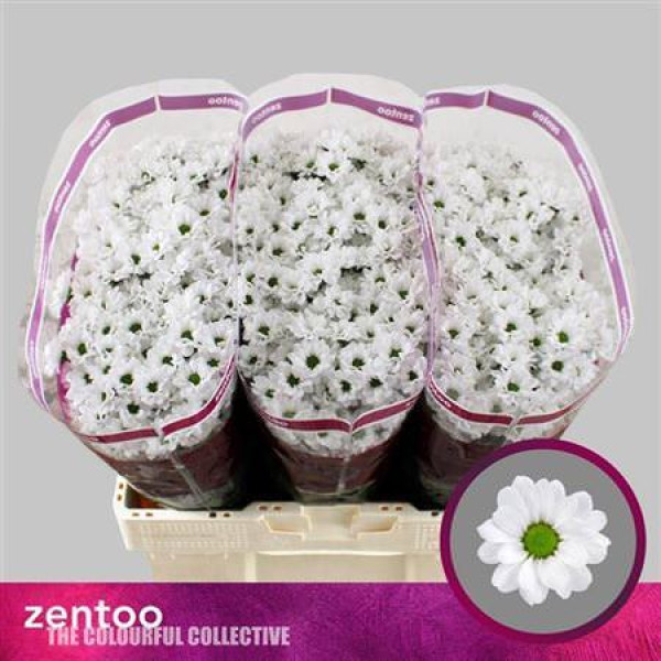 Chrysanthemums S Lassie 55cm A1 (Valentine Pre Order)