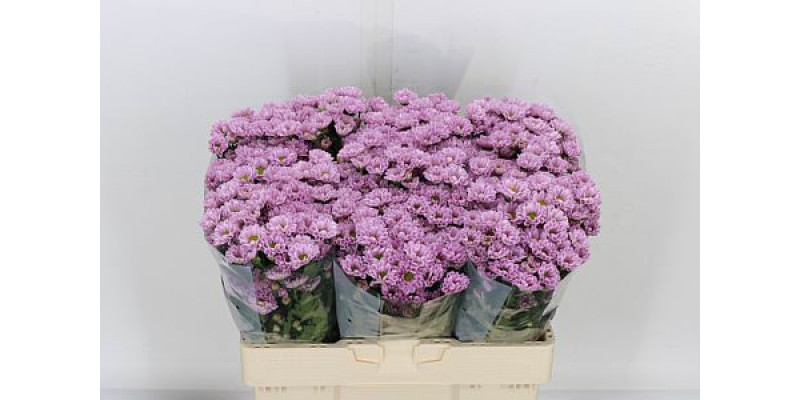 Chrysanthemums S Rossi Pink 55cm A1 (Valentine Pre Order)