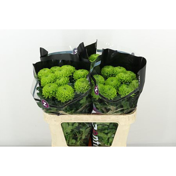 Chrysanthemums G Alemani 70cm A1 (Valentine Pre Order)