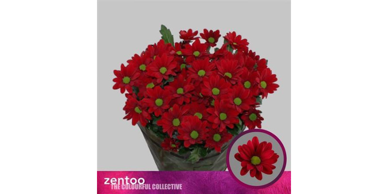 Chrysanthemums T Bontempi 70cm A1 (Valentine Pre Order)