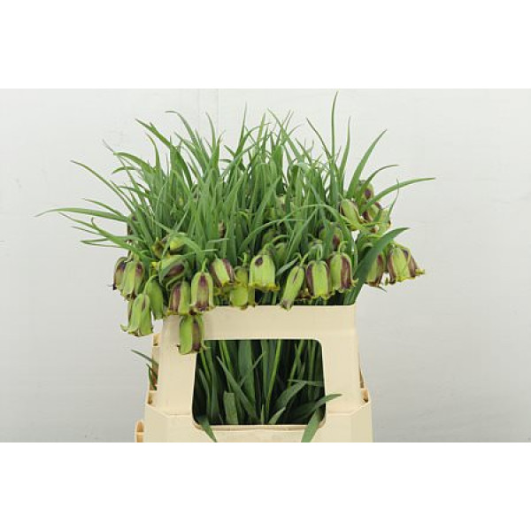 Frit Acmopetala 55 cm A1