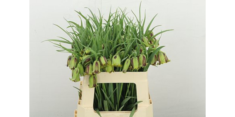 Frit Acmopetala 55 cm A1