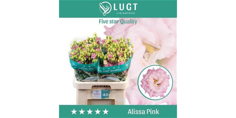 Lisianthus G Alissa Pink 70cm A1 (Valentine Pre Order)