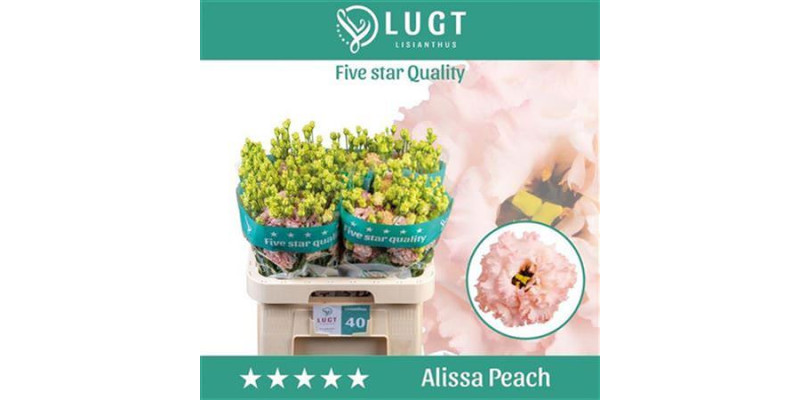 Lisianthus G Alissa Peach 70cm A1 (Valentine Pre Order)