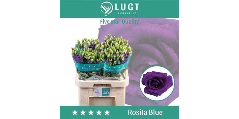 Lisianthus G Rosi Blue 70cm A1 (Valentine Pre Order)