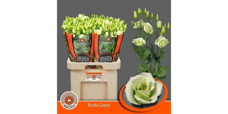 Lisianthus G Rosi Green 70cm A1 (Valentine Pre Order)
