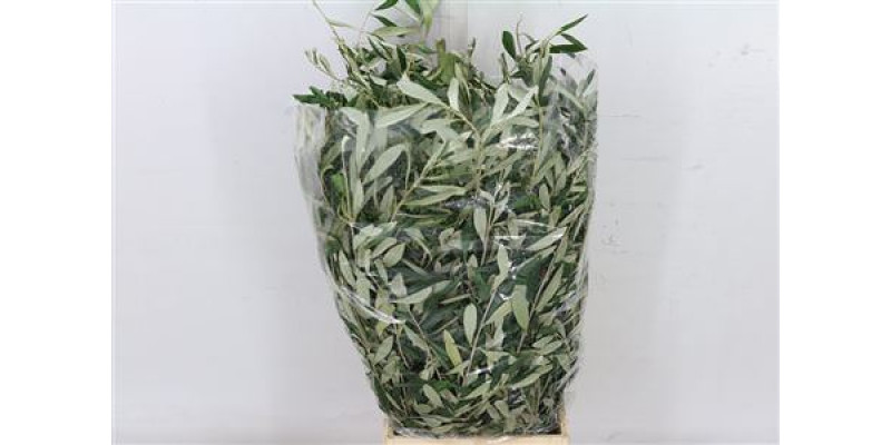 Olive 200gr 70cm A1 (Valentine Pre Order)