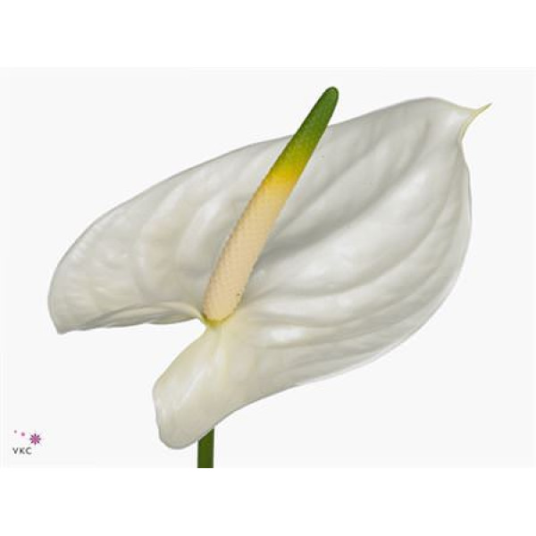 Anthurium A Adina 16 0cm A1 (Valentine Pre Order)