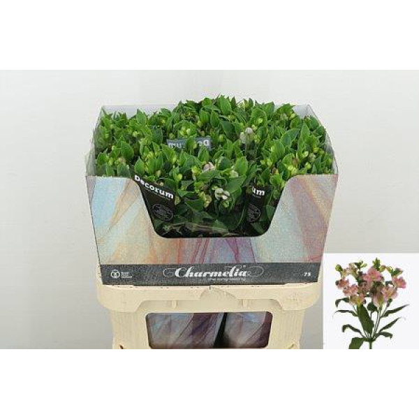Alst Fl Charmelia Pink  75cm A1 (Valentine Pre Order)