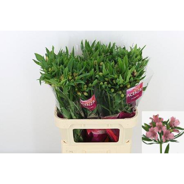 Alstromeria Elegance Decorum 75cm A1 (Valentine Pre Order)