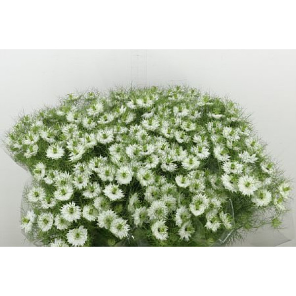 Nige D Bridal White 75 cm A1