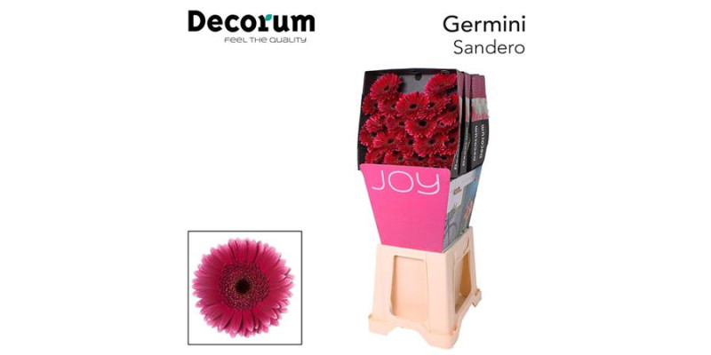 Germini Sandero Diamond 47cm A1 (Valentine Pre Order)