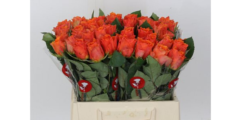 Rose Gr Arancio 40cm A1