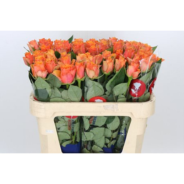 Rose Gr Arancio 70cm A1