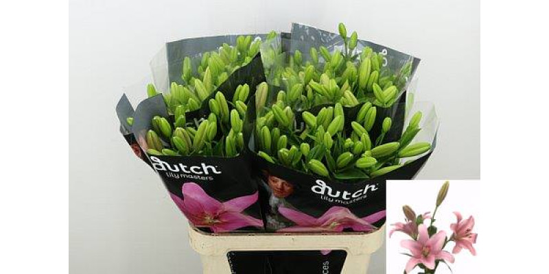 Lillys La Brindisi 4 plus 85cm A1 (Valentine Pre Order)