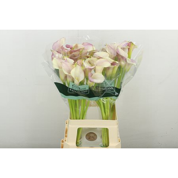 Zanthedeschias Calla Lilly Blushing Lady 70 cm A1