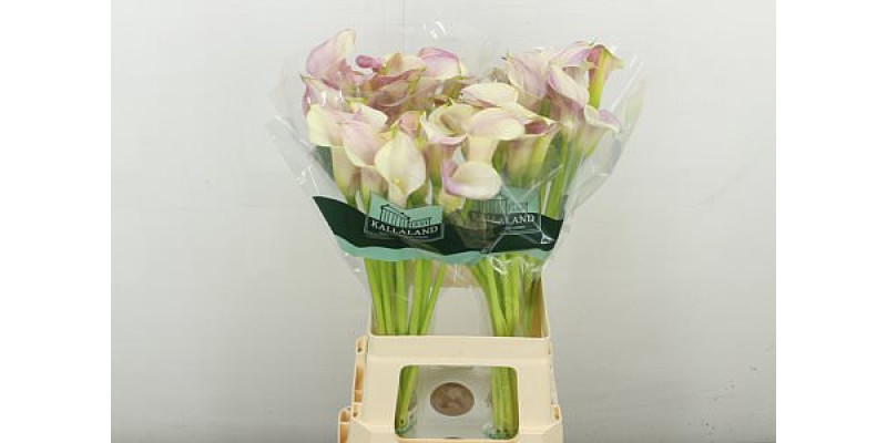 Zanthedeschias Calla Lilly Blushing Lady 70 cm A1