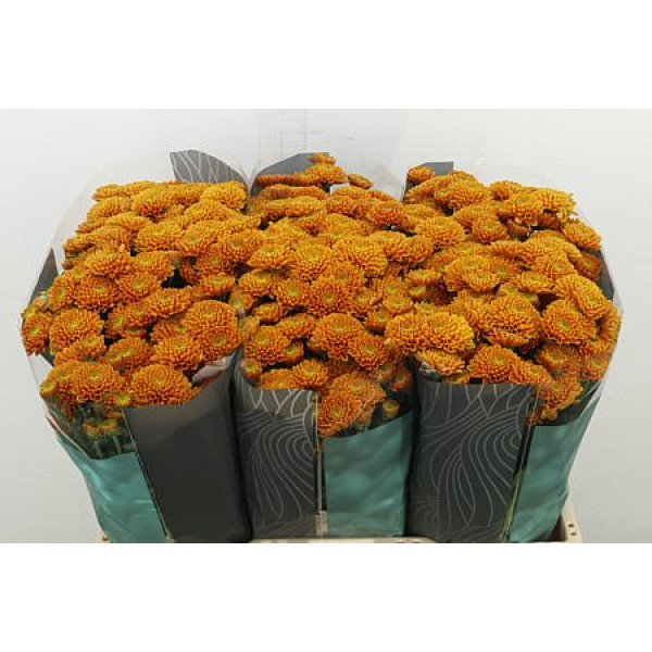 Chrysanthemums S Ellison Orange 55 cm A1