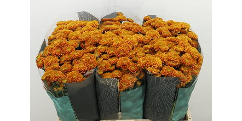 Chrysanthemums S Ellison Orange 55 cm A1