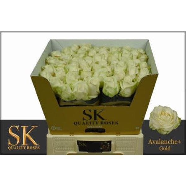 Rose Gr Avalanche plus Sk Gold 60cm A1 (Valentine Pre Order)