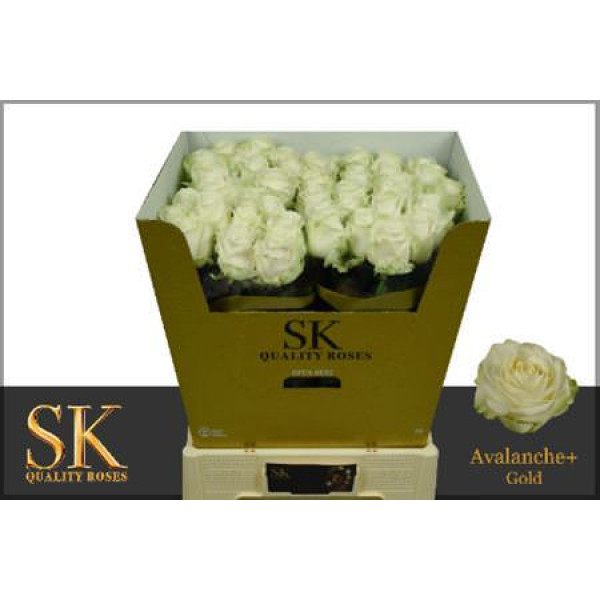 Rose Gr Avalanche plus Sk Gold 70cm A1 (Valentine Pre Order)