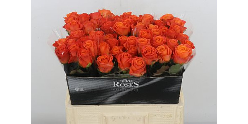 Rose Gr Clarence plus 55cm A1 (Valentine Pre Order)