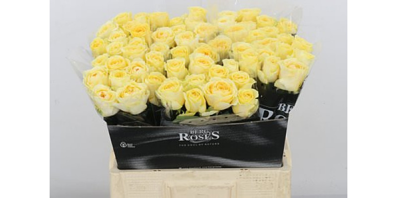 Rose Gr Buttercup 60cm A1 (Valentine Pre Order)