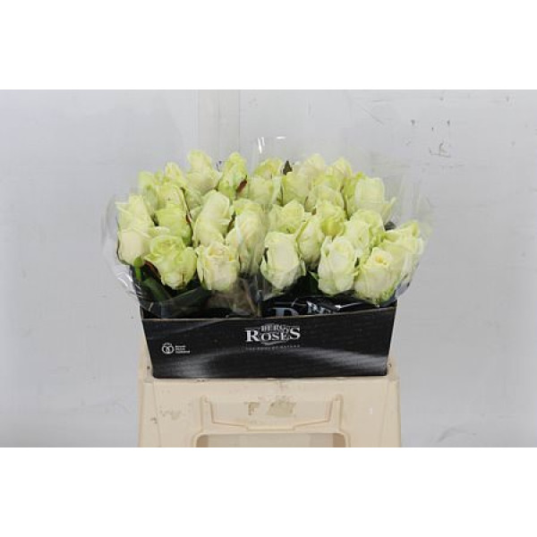 Rose Gr Avalanche plus A Van Der Berg 40cm A1 (Valentine Pre Order)