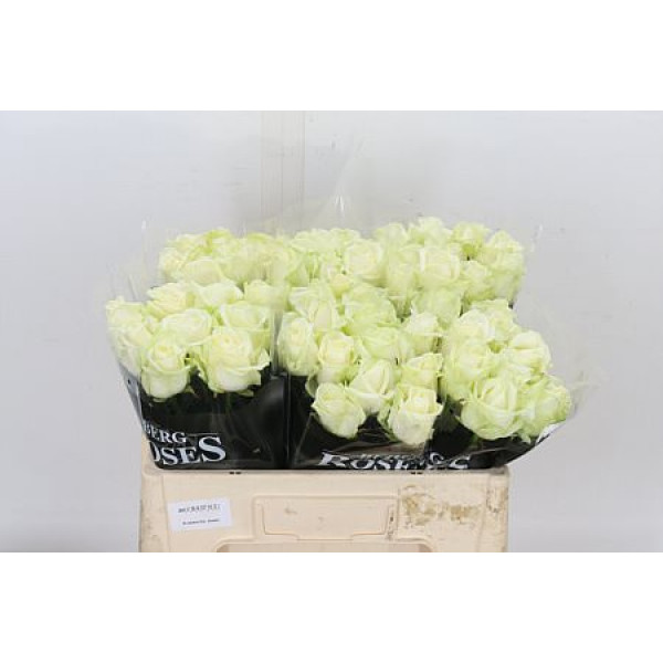 Rose Gr Avalanche plus A Van Der Berg 50cm A1 (Valentine Pre Order)
