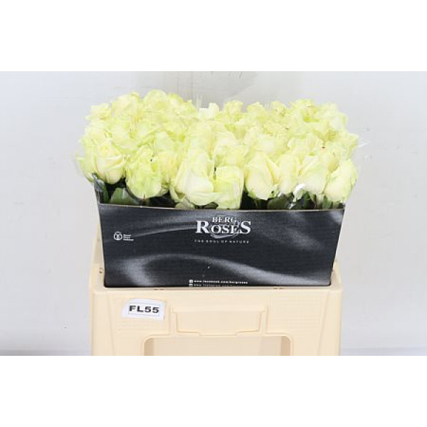 Rose Gr Avalanche plus A Van Der Berg 55cm A1 (Valentine Pre Order)