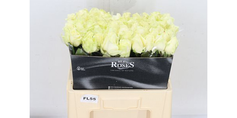 Rose Gr Avalanche plus A Van Der Berg 55cm A1 (Valentine Pre Order)
