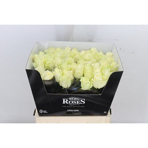Rose Gr Avalanche plus A Van Der Berg 60cm A1 (Valentine Pre Order)
