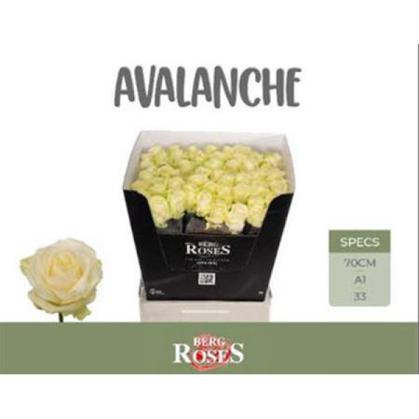 Rose Gr Avalanche plus A Van Der Berg 70cm A1 (Valentine Pre Order)