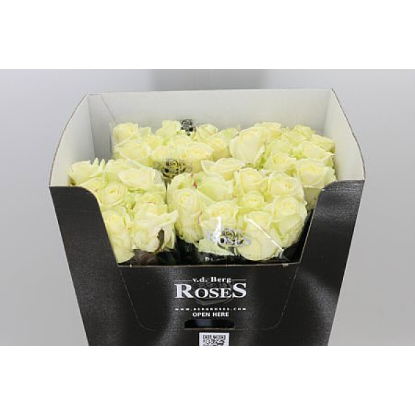 Rose Gr Avalanche plus A Van Der Berg 80cm A1 (Valentine Pre Order)