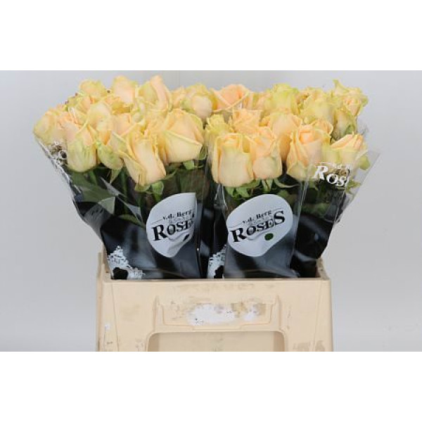 Rose Gr Avalanche Peach plus 40cm A1 (Valentine Pre Order)