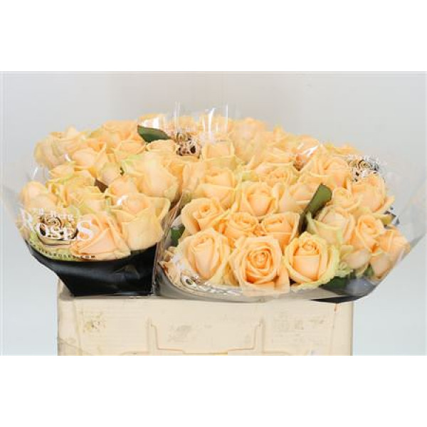 Rose Gr Avalanche Peach plus 50cm A1 (Valentine Pre Order)