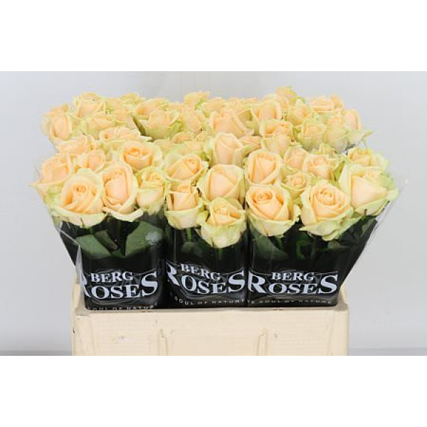 Rose Gr Avalanche Peach plus 55cm A1 (Valentine Pre Order)