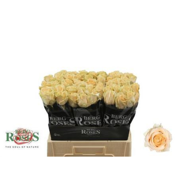 Rose Gr Avalanche Peach plus 60cm A1 (Valentine Pre Order)