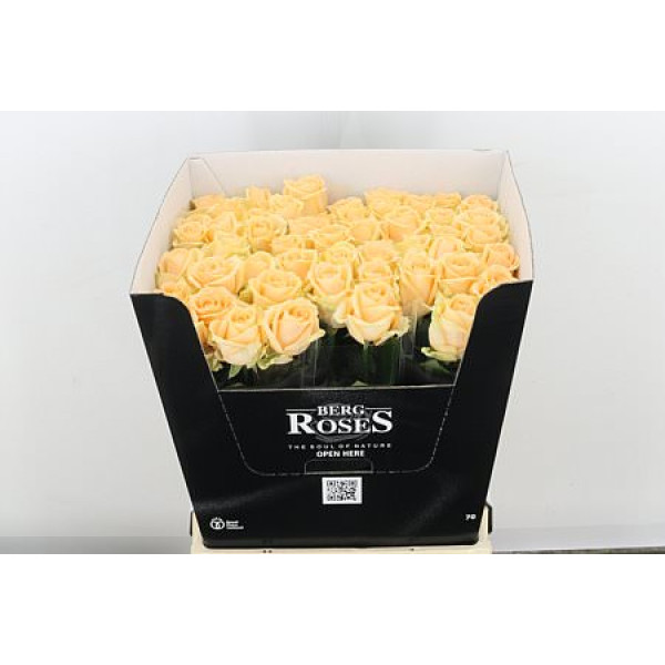Rose Gr Avalanche Peach 70cm A1 (Valentine Pre Order)