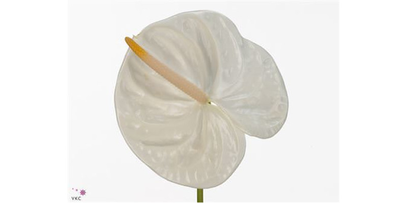 Anthurium A Acropolis 12 0cm A1 (Valentine Pre Order)