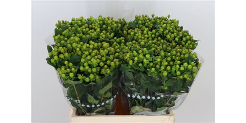 Hypericum Mag Gr Revival 60cm (Valentine Pre Order)