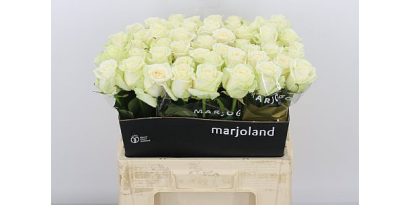 Rose Gr Dolomiti 3-3 55cm A1 (Valentine Pre Order)