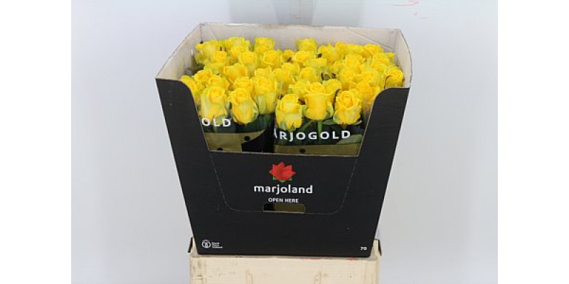 Rose Gr Penny Lane Import 40cm A1 Col-Yellow