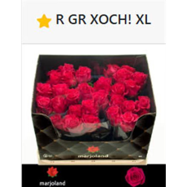 Rose Gr Xoch! 60 cm A1