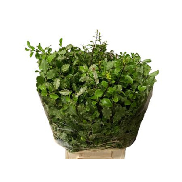 Pittosporum Nevato 150gr 50cm A1 (Valentine Pre Order)